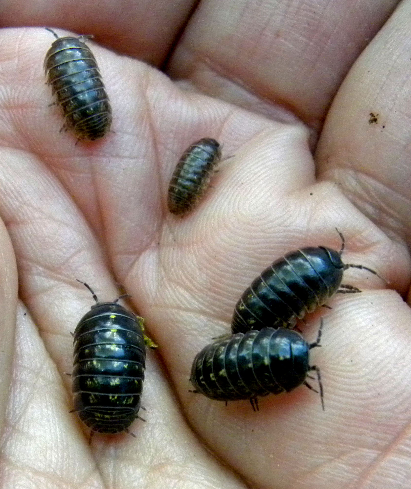 pill-bugs-a-pet-a-friend-a-creepy-thing-to-keep-in-your-house